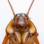 Reggie The Roach - @regitheroach - Instagram