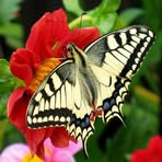 Reggie Sanchez - Facebook