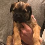 Reggie Shaw - @reggietherealbtofcheshire - Instagram