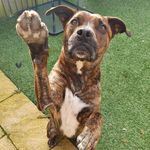 Reggie Shaw - @reggie_staffycross - Instagram