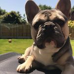 Reggie.shaw - @reggieshaw.frenchie - Instagram