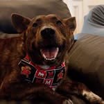Big Reg - @reggiethedutchshepherd - Instagram