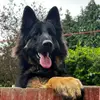 I’m Reggie The GSD - @reggie.german.shepherd - TikTok