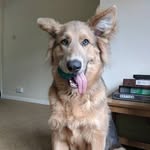 Reggie | German Shepherd - @reggie_germanshepherd - Instagram