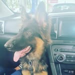 Reggie | GSD - @reggie_thegermanshepherd - Instagram