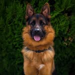 REGGIE - @reggie.the.shepherd - Instagram