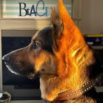 Reggie - @reggie_the_shepherd1 - Instagram