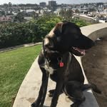 Reggie - @reggie_the_shepherd_mix - Instagram