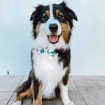 Reggie - @reggietheshepherd - Instagram