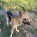 Reggie Roorda - @reggie_thegermanshepherddog - Instagram