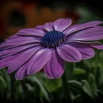 Reggie Shepherd - @reggieshepherd5334 - Instagram