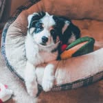 Reggie the Australian Shepherd - @boom_reggie - Instagram