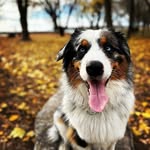 Reggie the Australian Shepherd - @reggietheaussieshep - Instagram