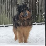 Reggie The German Shepherd - @reggie_the_german_shepherd_ - Instagram