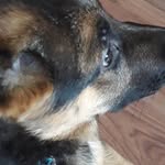 Reggie the german shepherd - @aiden.8652 - Instagram