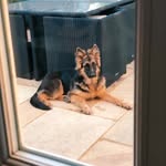 Reggie The German Shepherd - @reggie.gshepherd - Instagram