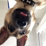Reggie the german shepherd - @reggiethebestie - Instagram