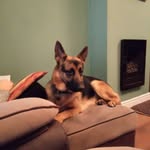 Reggie the German shepherd - @reggiethegermanshephard - Instagram
