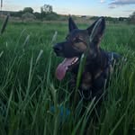 🩵Reggie the Sable German Shepherd🩵 - @x.life.with.reggie.x - Instagram