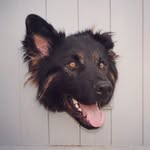 Reggiethegermanshepherd - @reggiethegermanshepherd - Instagram