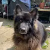 ReggietheGermanShepherd - @reggiethegermanshepherd - TikTok