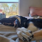 Reginald - @reggie_theshepherd - Instagram