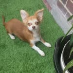 Reggie - @reggie__small_paws_ - Instagram
