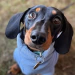 Reginald ‘Reggie’ Small - @reggieminidach - Instagram