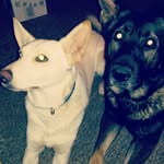 Izzy Reggie and Stark - @izzyreggiestark3bears - Instagram