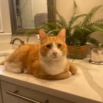 Reggie Alexander Wagner - @reggietherescuedkitten - Instagram