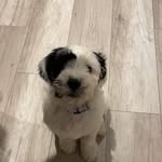 Reggie Terry Webster - @reggiewebster_tibetanterrier - Instagram