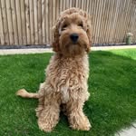 Reggie the Cockapoo - @reggiewebster1_cockapoo - Instagram