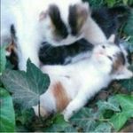 ꒰⁎×﹏×⁎꒱՞༘ - @reggie.weedkiller - Instagram