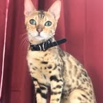Regina and Aaron 🐱🐱 - @reginathebengal - Instagram