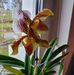 Regina Adler - Facebook