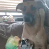 Regina Beach - @dogmeanslove - TikTok