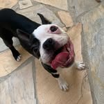 Elis Regina, a Boston Terrier - @boston_lilica - Instagram
