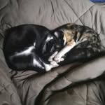 Amora Regina & Amanita Bowie 😻 - @amoraamanita - Instagram