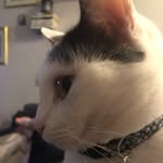 Blanche Regina Bowie - @thecatcalledblanche - Instagram