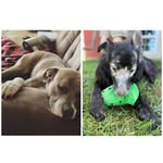 Regina George (Gigi) Tubber Moo (Meeko) Bowie LeRoy (bubbers) - @gigi_and_meeko - Instagram