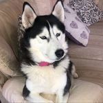 Gina Boyle - @reginaboyle60 - Instagram