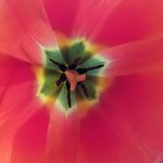 Regina Chacon - @prettyflorals83 - Instagram