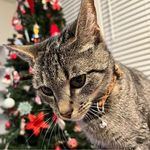 Regina Coble Clark - @momof5girls71 - Instagram