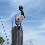 regina ferrante - @ferrante.regina - Instagram