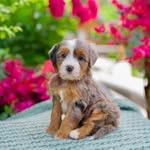 Waffles Regina Ferrante - @waffles_the_ferr - Instagram