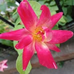 Regina Geis - Facebook