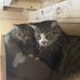 Gina Goad - Facebook