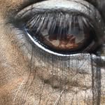 Regina von Graffenried - @reginavongraffenried - Instagram