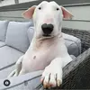 ReginaMarks - @reginamarksluddcddi - TikTok