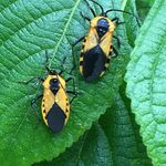 Regina Mccarthy - @chesterjack1 - Instagram